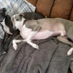 NICKDOG Profile Picture