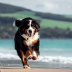 DiegoMunozPXA Profile Picture