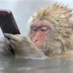 Snow Monkey Profile Picture