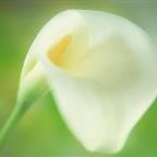 chris.chen Profile Picture