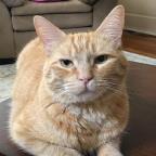 Sammy Meow Profile Picture