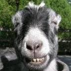 SavvyLuke Profile Picture