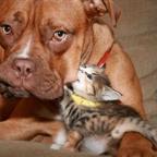 CatEatDog Profile Picture