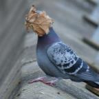 Nilestone Profile Picture